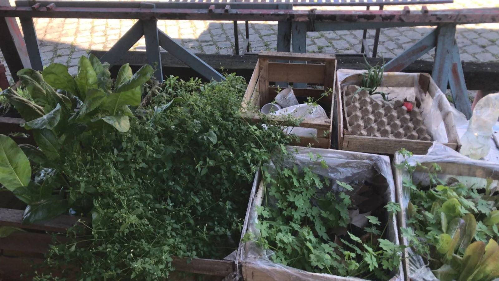 Producción de la huerta orgánica del Centro Tradicionalista de Barracas