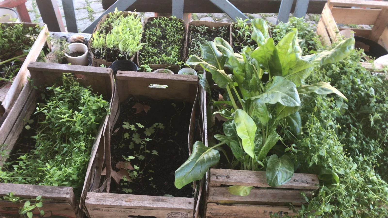 Producción de la huerta orgánica
